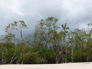 Rainforest on the edge of Kewarra Beach in Queensland