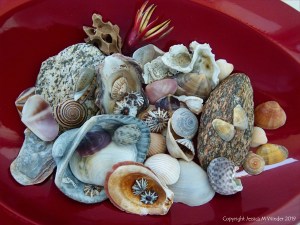 Assorted Cairns seashells
