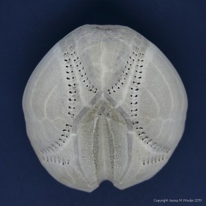 Echinocardium cordatum test