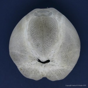 Echinocardium cordatum test