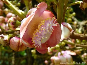 Canonball flower in Queensland