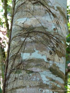 Lichen and vines in Daintree rainforest, Queensland