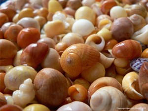 Flat periwinkles