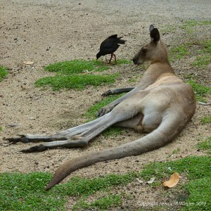 Kangaroo in Queensland