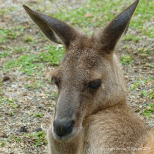 Kangaroo in Queensland