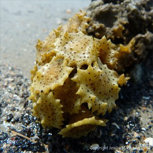Spiny Tops Seaweed in Queensland