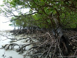 Mangroves on the beach in Queensland