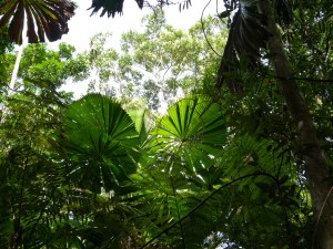 Fan Palms, Licuala ramsayi, in the Australian Daintree rainforest