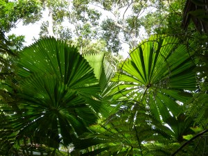 Fan Palms, Licuala ramsayi, in the Australian Daintree rainforest