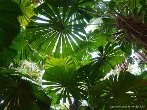 Fan Palms in Queensland