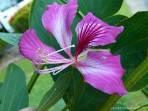 Beach flower in Queensland