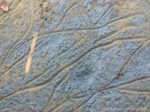 Trails of Mud Creepers in mud