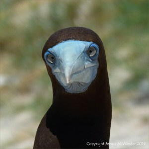 Booby bird on Michaelmas Cay in Queensland