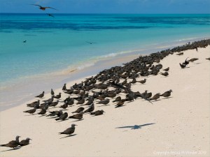 Sooty terns on Michaelmas Cay in Queensland