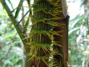 Wait-a-while palm in Queensland