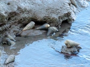 Mud Creeper molluscs on mud