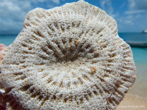 Coral at Normanby Island in Queensland
