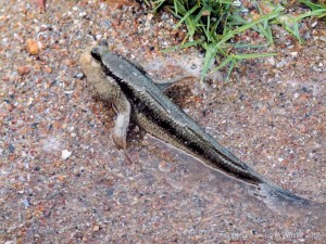 Mud Skipper fish