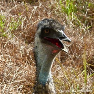 Emu in Queensland