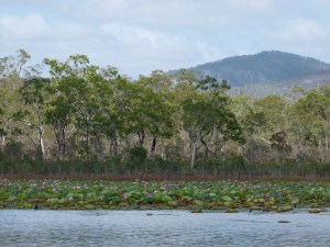 Trees on the banks of the Mareeba Wetlands in Queensland Australia
