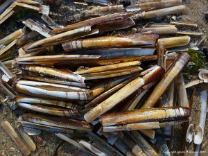 Razor shells