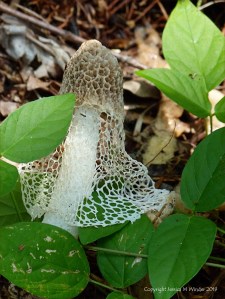 Bridal Veil Stinkhorn in Queensland