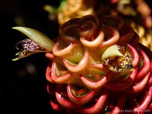 Flowering ginger in Queensland