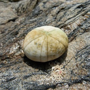 Empty sea urchin test Great Barrier Reef