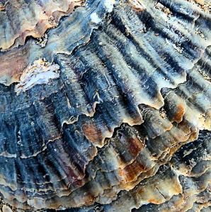 Oyster shell