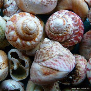 Turban top shells