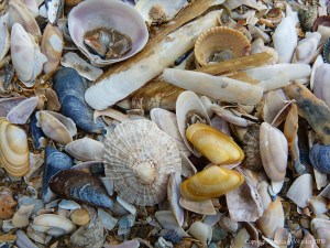 Strandline seashells in situ
