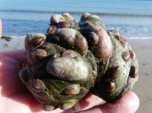 Slipper limpets