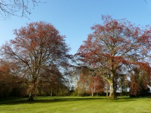 Beech trees in spring at Charlton Down
