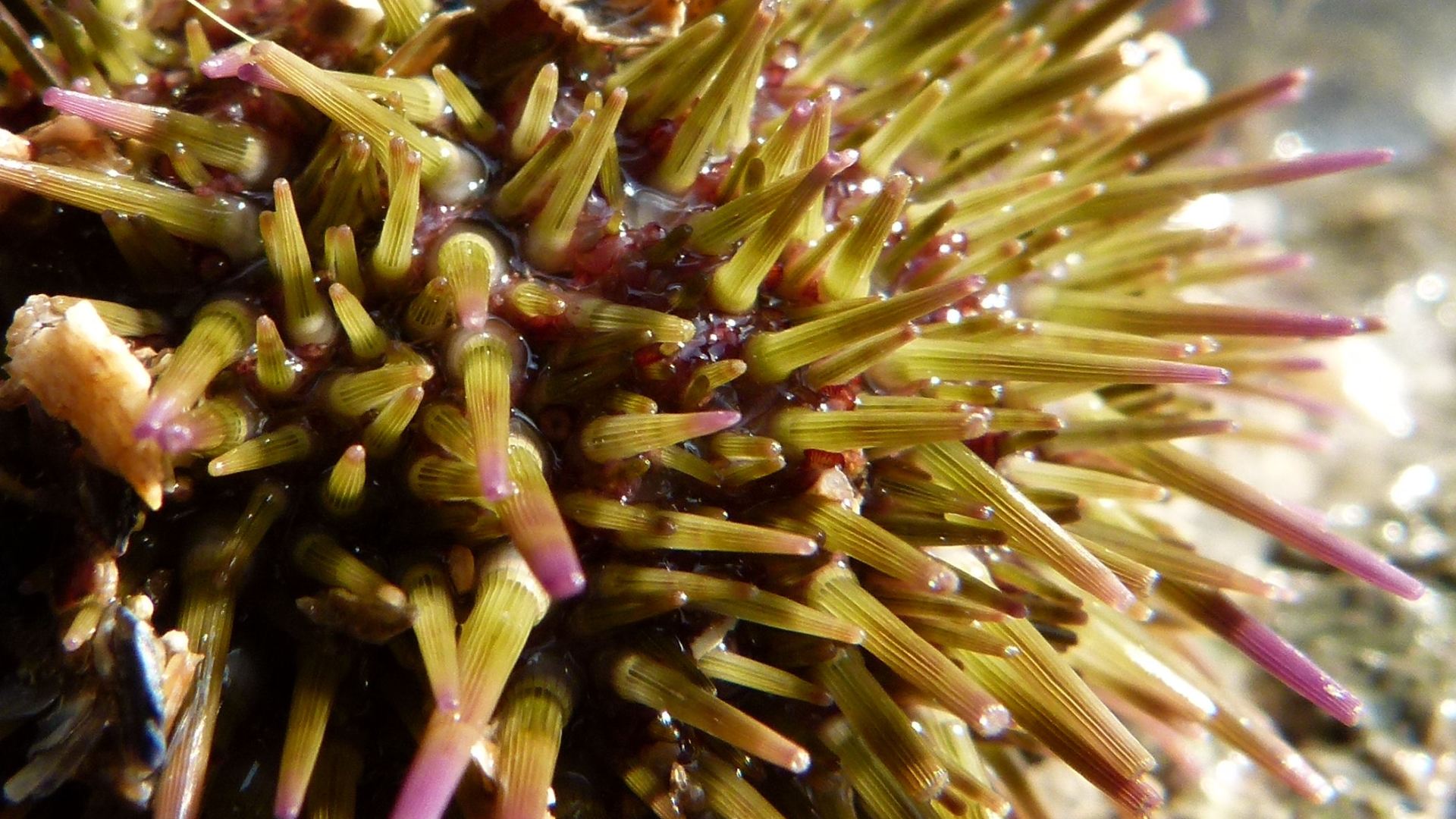 Close-up of spines on Psammechinus miliaris