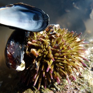 Green or Shore Urchin
