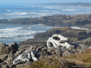 Driftwood on the rocky shore at Yachats