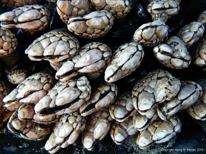Pollicipes polymerus goose barnacles on the Oregon Coast