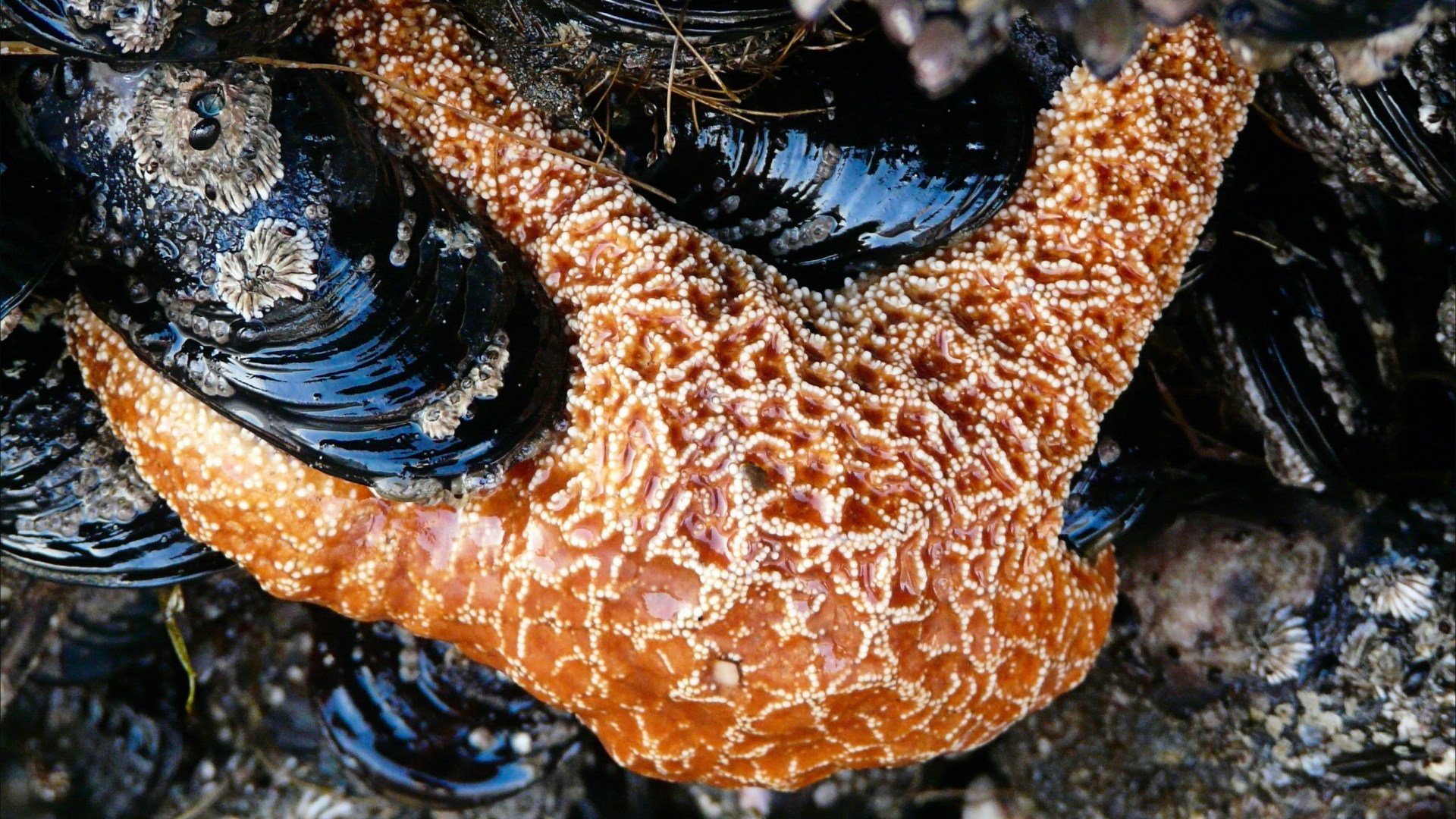 Seastar eating mussels at Yachats