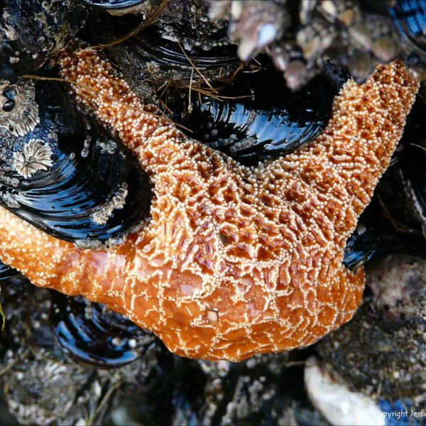 Seastar eating mussels at Yachats