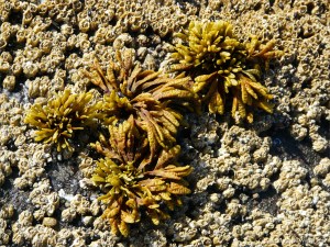 Seaweed and barnacles at Yachats