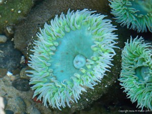 Giant Green Sea Anemone (Anthopleura xanthogrammica)