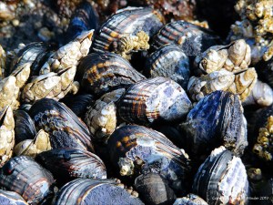 Mussels at Yachats