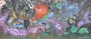 Seashore creatures at Yachats