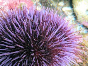 Tube feet on a sea urchin: Sea urchin with slender red tube feet extended between long purple spines
