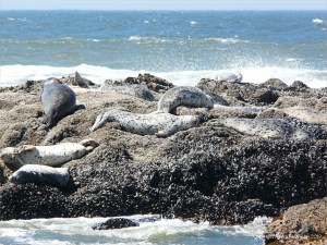 Harbour Seals basking on a remnant of basalt wave-cut platform