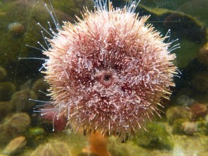 Sea urchin climbing aquarium glass