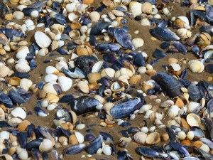 Cockle and mussel shells