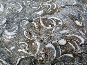 Trigonia clavellata fossil shells