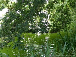 Oak tree branches overhanging a lake