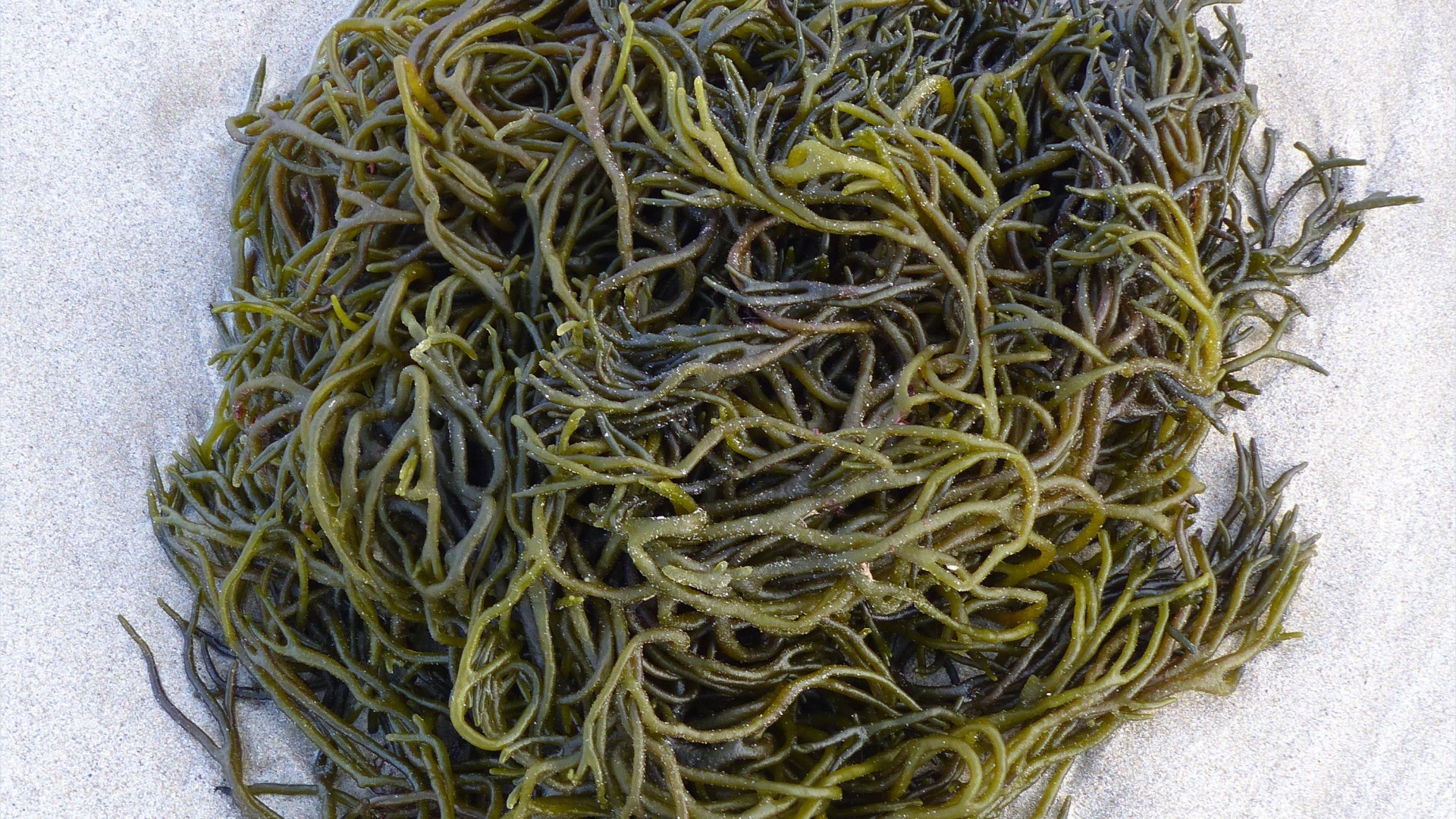 Seaweed freshly washed ashore on a sandy beach
